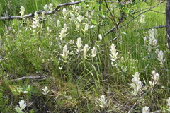 Castilleja hyparctica