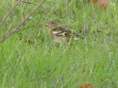 Fringilla coelebs