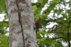 Xiphorhynchus obsoletus