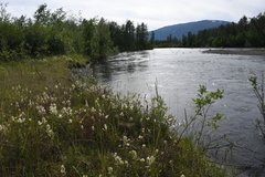 Castilleja hyparctica