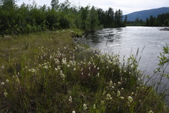 Castilleja hyparctica