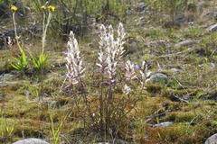 Castilleja hyparctica
