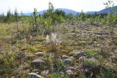 Castilleja hyparctica