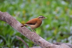 Pale-Legged Hornero photo 3