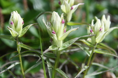 Castilleja hyparctica