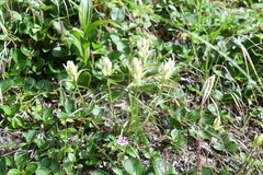 Castilleja hyparctica
