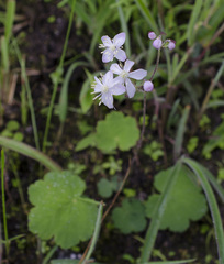 Thalictrum rotundifolium