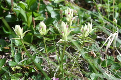 Castilleja hyparctica