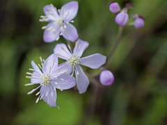 Thalictrum rotundifolium
