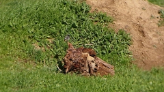 Phoenicurus ochruros