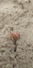 Coenobita perlatus
