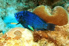 Midnight Parrotfish photo 3