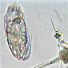Lecane pyriformis