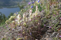 Castilleja hyparctica