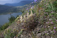 Castilleja hyparctica