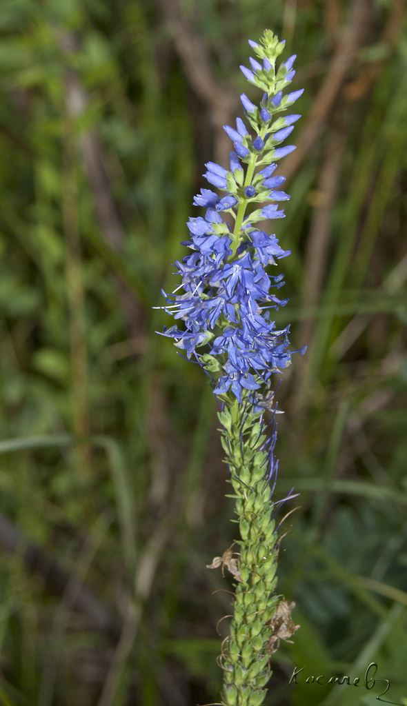 Veronica × kolyvanensis