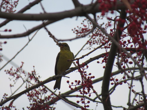 Western Tanager (Piranga ludoviciana), a lookalike recorded in Florida