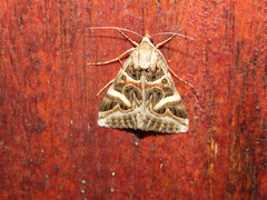 Cerocala vermiculosa