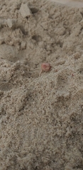 Coenobita perlatus