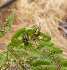 Disonychodes exclamationis