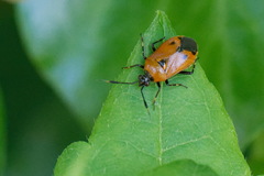 Deraeocoris punctum