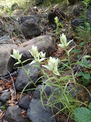 Castilleja hyparctica