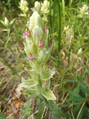 Castilleja hyparctica