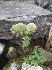 Angelica saxatilis