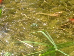 Pelophylax