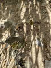 Pimelea pseudolyallii