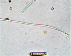 Oscillatoria redekei