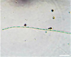 Oscillatoria redekei