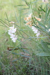Lathyrus pannonicus