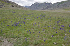 Veronica porphyriana