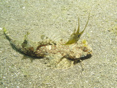 Dactylopus dactylopus