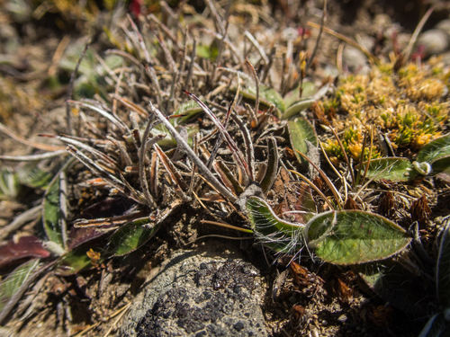 Luzula ulophylla (Luzula ulophylla)