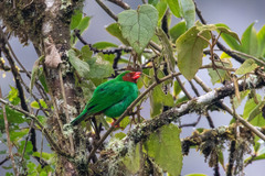 Chlorornis riefferii