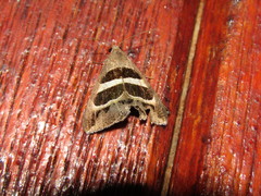 Grammodes euclidioides