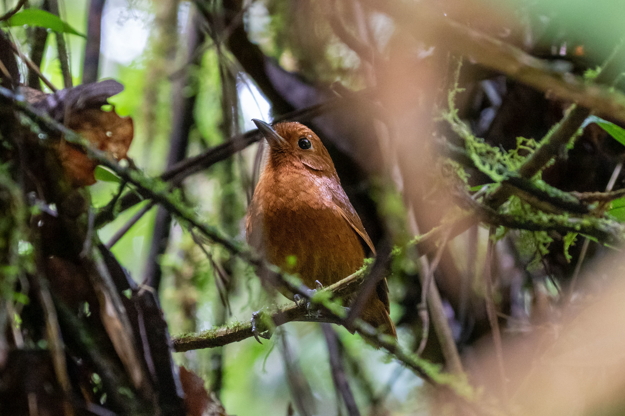 Oxapampa Antpitta illustration