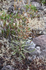 Pedicularis alopecuroides
