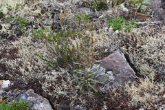 Pedicularis alopecuroides