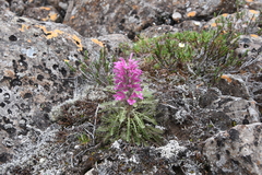 Pedicularis alopecuroides