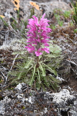 Pedicularis alopecuroides