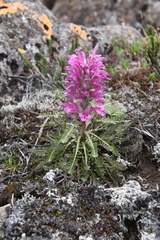 Pedicularis alopecuroides