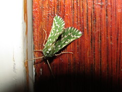 Drepanogynis bifasciata