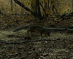 Euxerus erythropus