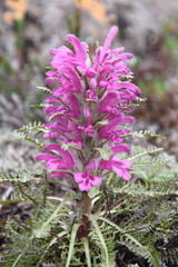Pedicularis alopecuroides