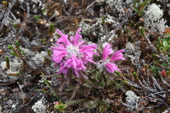 Pedicularis alopecuroides