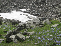 Campanula tridentata