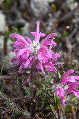 Pedicularis alopecuroides